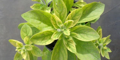 Kako liječiti hlorozu petunija: znakovi, lijekovi, fotografije